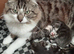 Gourgeous kittens for sale!!!