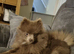 Kc registered pomeranian girl