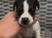 Miniature jack russell