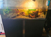 2 musk turtles