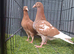 red muleman chicks pair