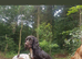 Working cocker spaniels