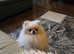 Georgeus Korean Pom.for stud