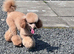 Beautiful Poochon Puppies