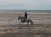 12.2H (aprx) - 16Yo - Grey - Mare - Ride & Drive