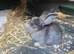 8 week female lop and set up