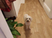 Toy maltipoo female