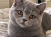 GCCF Registered Blue British Shorthair Boy
