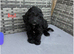 Cockapoo pups