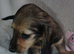 K.C. Reg. Longhaired Miniature Pups