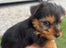 Georgous 9 week old miniature Yorkshire terrier