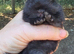 Baby Black Nethrland dwarf doe