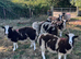 Jacob ewe lambs