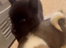 Akita pups