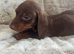 Dachshund