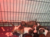 Miniature bull terrier puppies