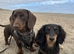 BISCUIT &ndash; PROVEN STUD DOG AVAILABLE