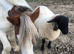 Mini cob colt