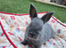 Adorable Baby Rabbits for Sale - Beautiful Colours