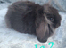 Baby rabbits ready now
