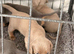 Beautiful mini dachshunds ready to go