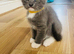 2 left beautifull kittens. Readynow :) looking forever homes