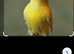 1 German roller 2026 runglooks like hen not sure