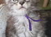 Gorgeous mainecoon kittens