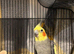 Cockatiels for rehoming