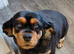 King charles cavalier male and Cocker Spaniel Female
