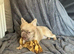 Gorgeous female fluffy frenchie