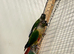 Conure