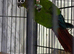Baby conure Glasgow
