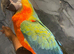 Friendly Super Tame Cuddly Talking Harlequin Macaw Parrot,4