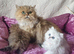 Beautiful Pedigree Chinchilla Persian Kitten.