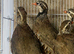 Red legged partridge
