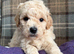 Adorable Cavapoochon Puppies