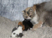 Beautiful Persian kittens