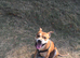 Loving staffy boy
