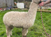 Trio of Young Female Pet Alpacas