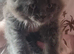 Blue female kitten