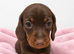Miniature dachshund puppies