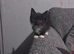 boy kitten