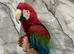 Beautiful Stunning Tame Talking Greenwing Macaw Parrot