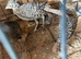 Lady Amherst's pheasant Chick&rsquo;s
