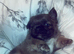 Female visual fluffy frenchie
