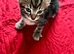 Adorable Kittens Looking for Loving Homes