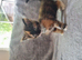 Kittens for sale