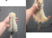 Ferrets for sale