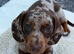 Dachshund